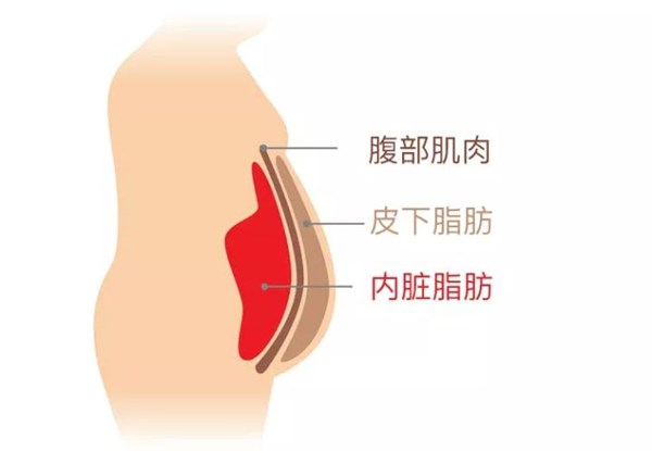 九游娱乐Nineame官方网站体育为您讲解:内脏脂肪要怎么减